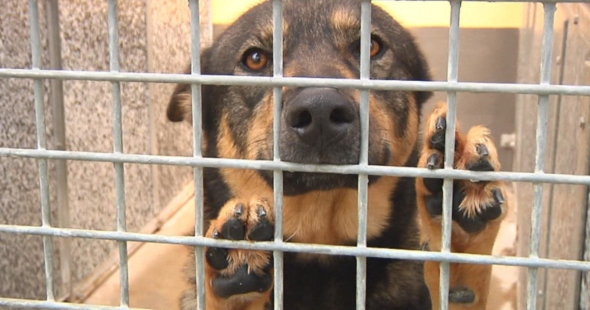 Tierheim öffnet seine Pforten | SACHSEN FERNSEHEN