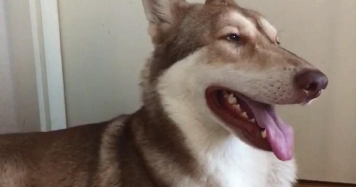 Sommerhitze und dickes Fell Hitzetipps für Haustiere SACHSEN FERNSEHEN