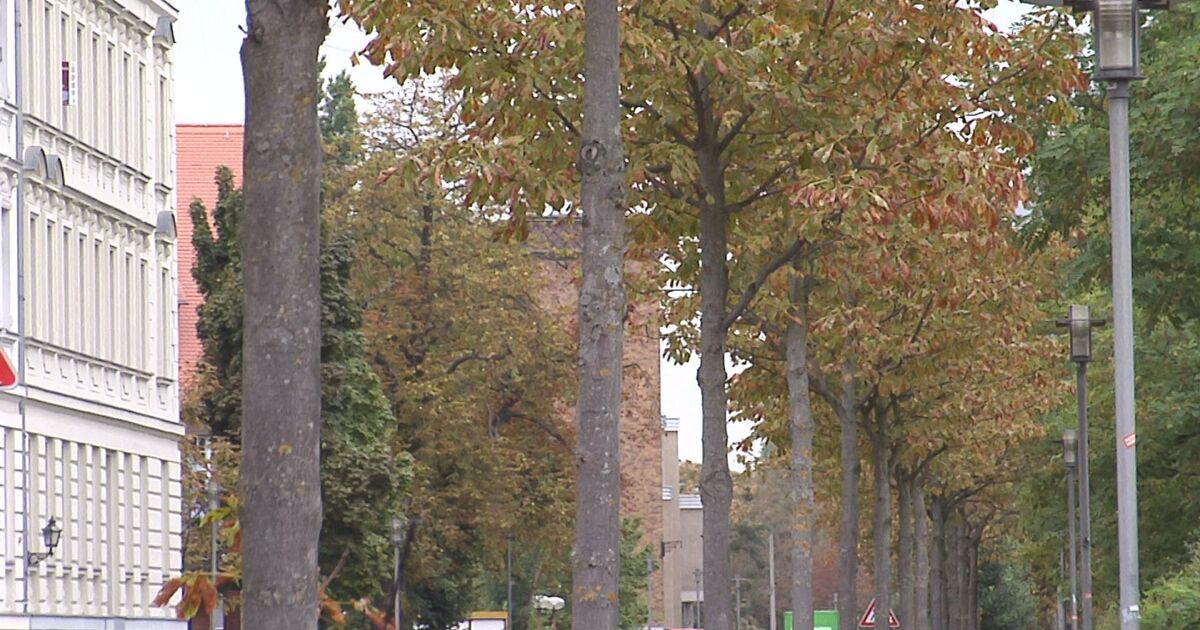 Mehr Grün für Leipzig SACHSEN FERNSEHEN