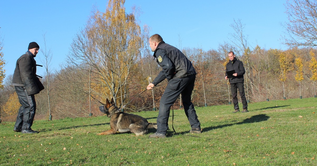 Diensthund im Ordnungsamt besteht Prüfung SACHSEN FERNSEHEN