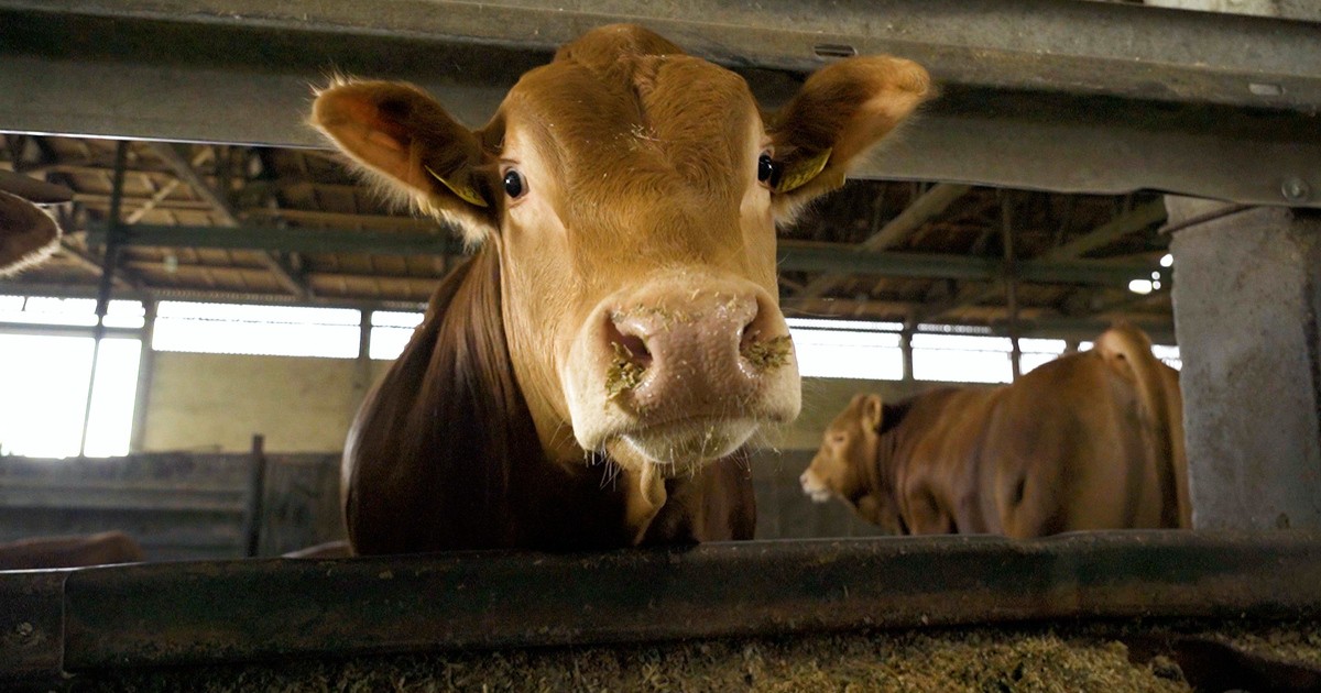 Was Ist Artgerechte Tierhaltung - smarterinspire