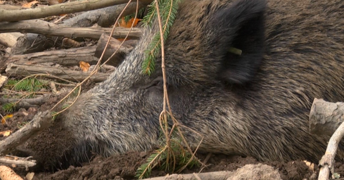 Oberrabensteiner Wildschweinen droht der Abschuss