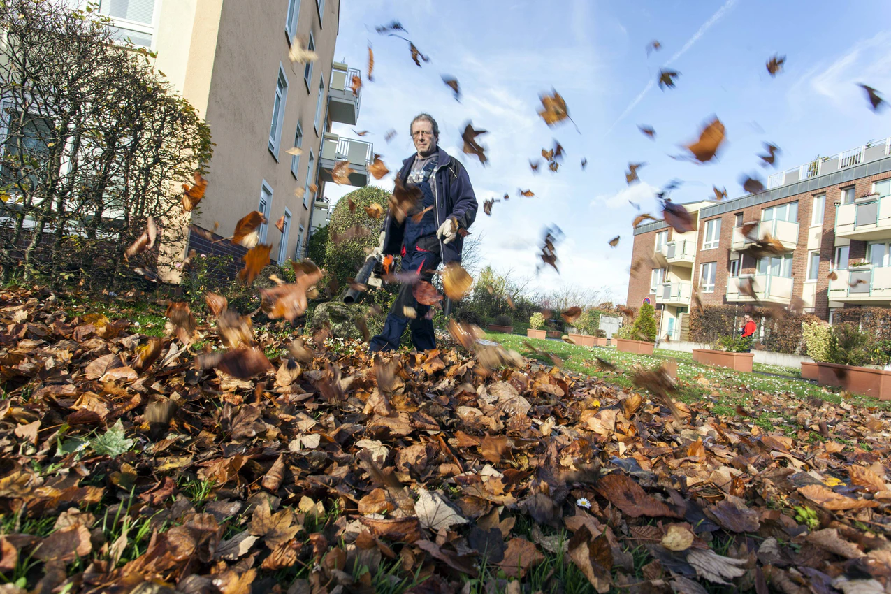 Herbstlaub entfernen: Diese Regeln gelten in Sachsen | Sachsen Fernsehen