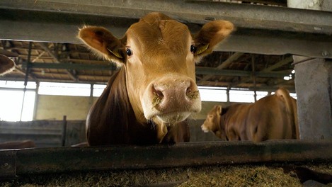 Kuh, Rind, Landwirtschaft, Tier, Rindvieh, Vieh, Bauer, Bauernhof, Tierhaltung, Nutztier