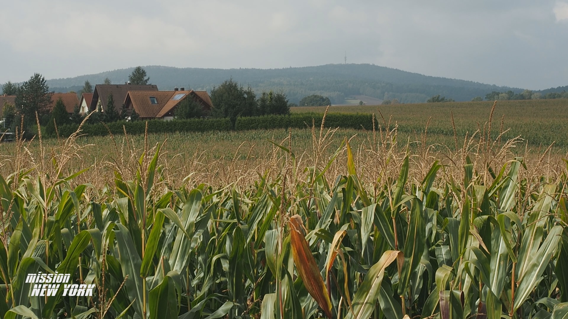 Mission New York, New York, Dresden, Laufen, Marathon, Joggen, Ernährung, Rewe, Rewe Challenge, Challenge, Gesund, Pancakes, New York City Marathon, Grit Büchner, Lars Jenichen, Michael Günther, Sophia Matthes, Laufszene Sachsen, Laufszene, Event