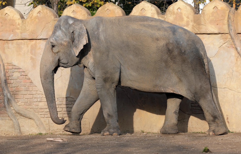 Elefant, Elefantenkuh, © Zoo Leipzig
