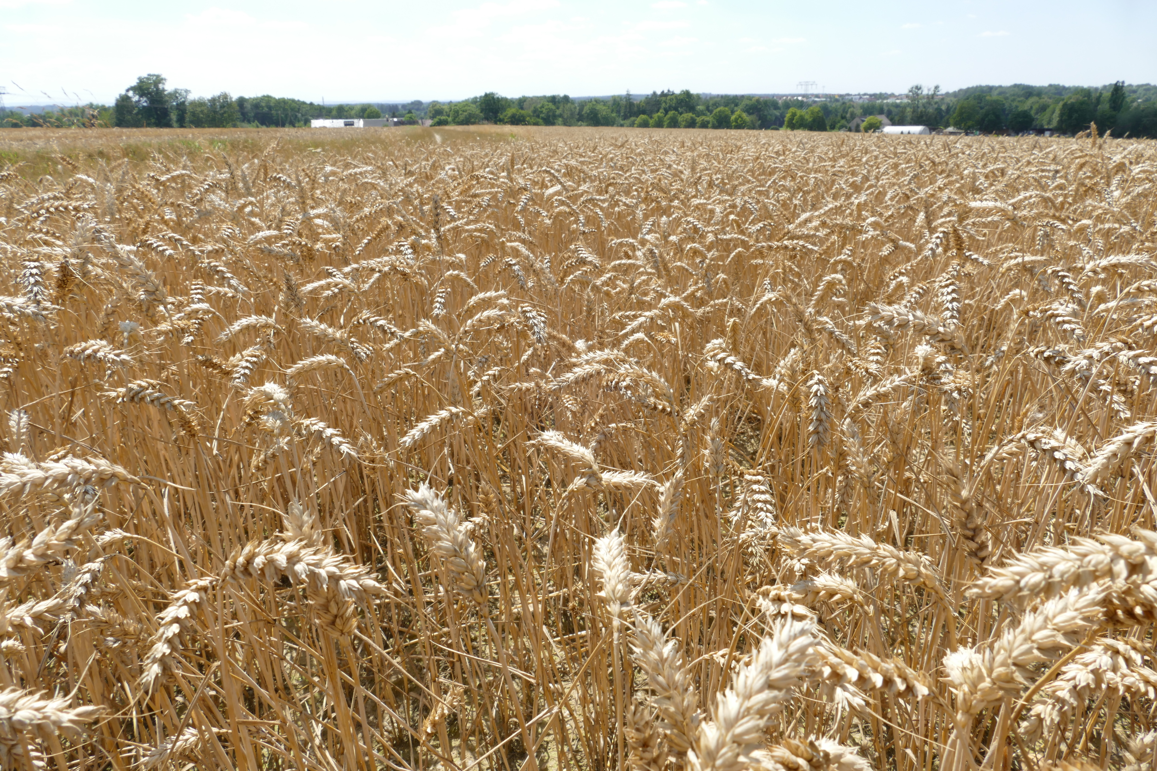 Getreide, Feld, Landwirtschaft, Sommer, Hitze, Bauern