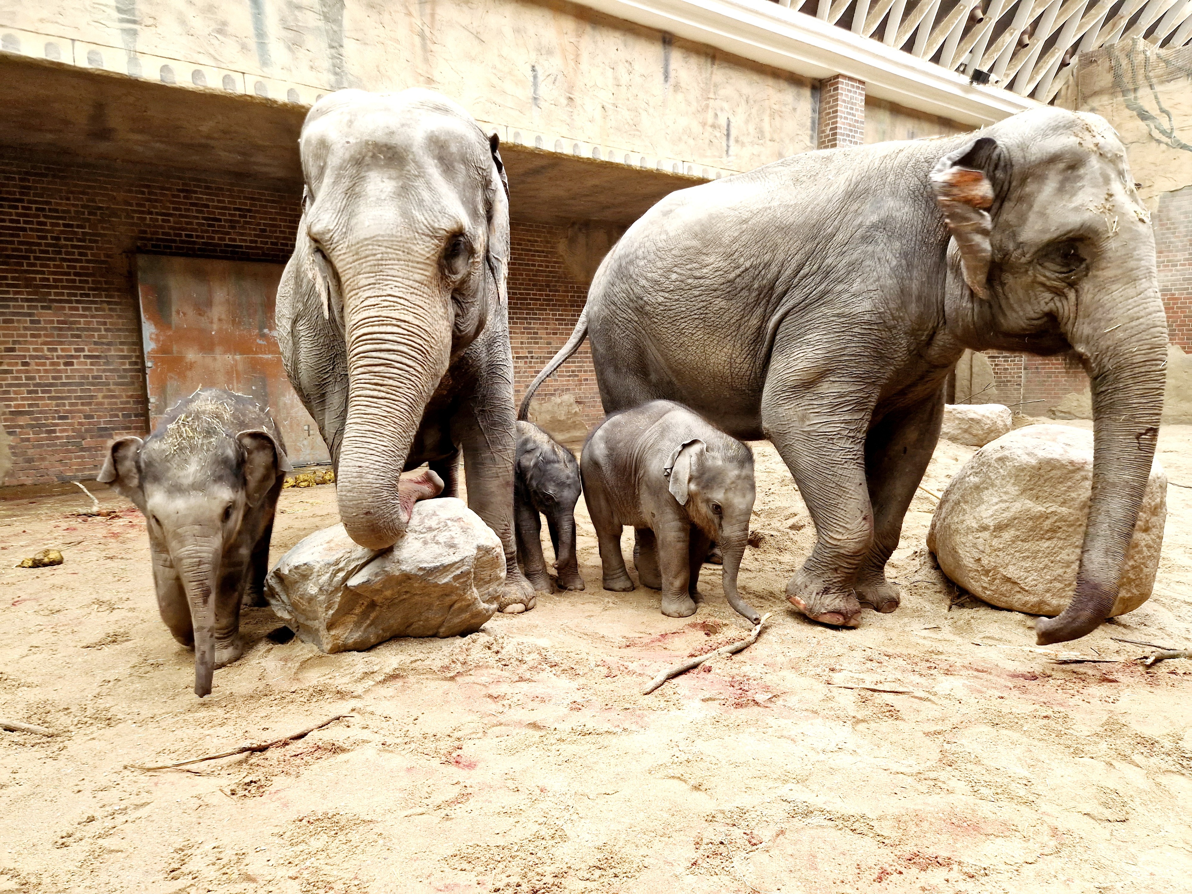 Leipzig Hayvanat Bahçesi'ndeki dördüncü yavru filin adı Savani