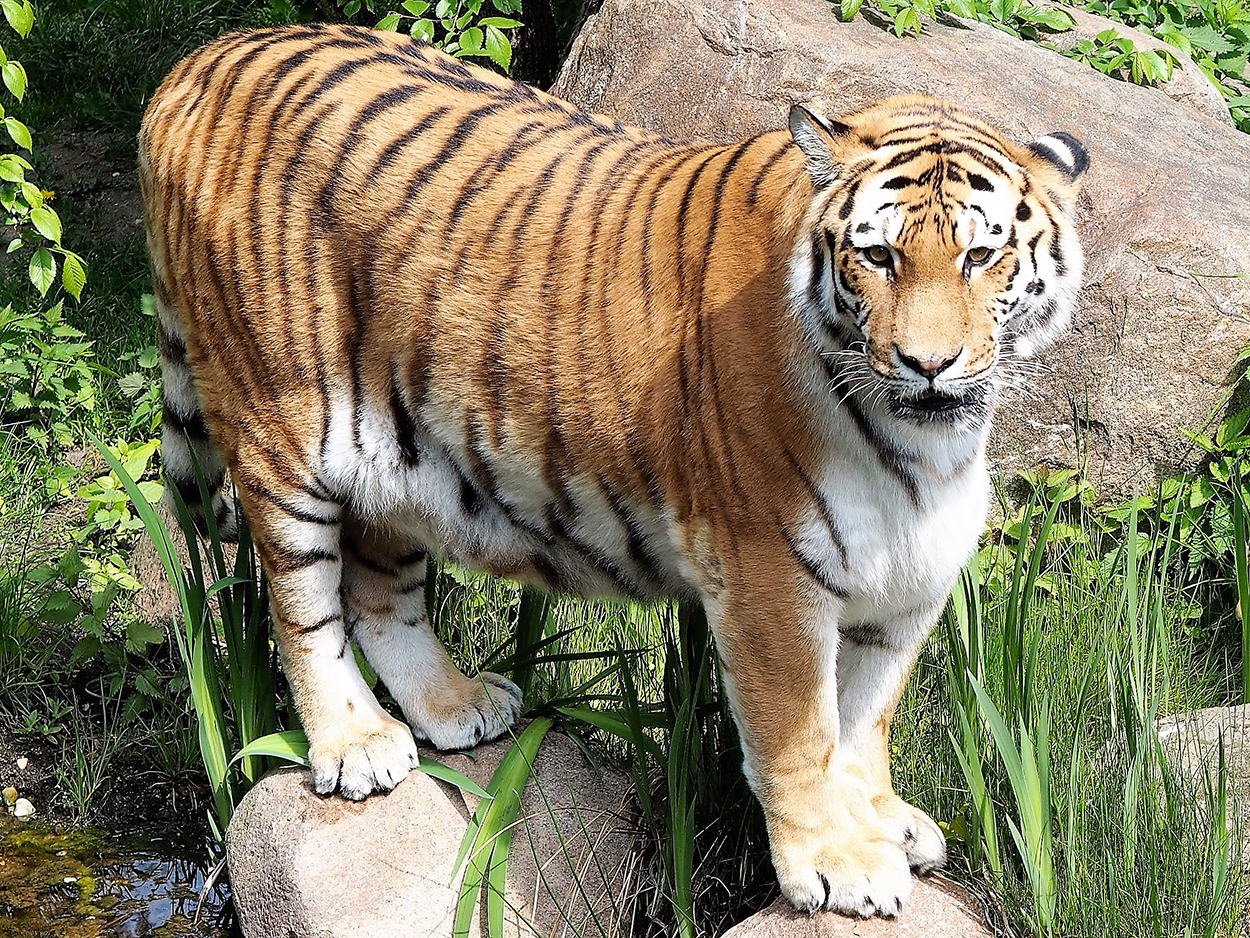 Tiger aus Privatgehege bei Leipzig ausgebrochen