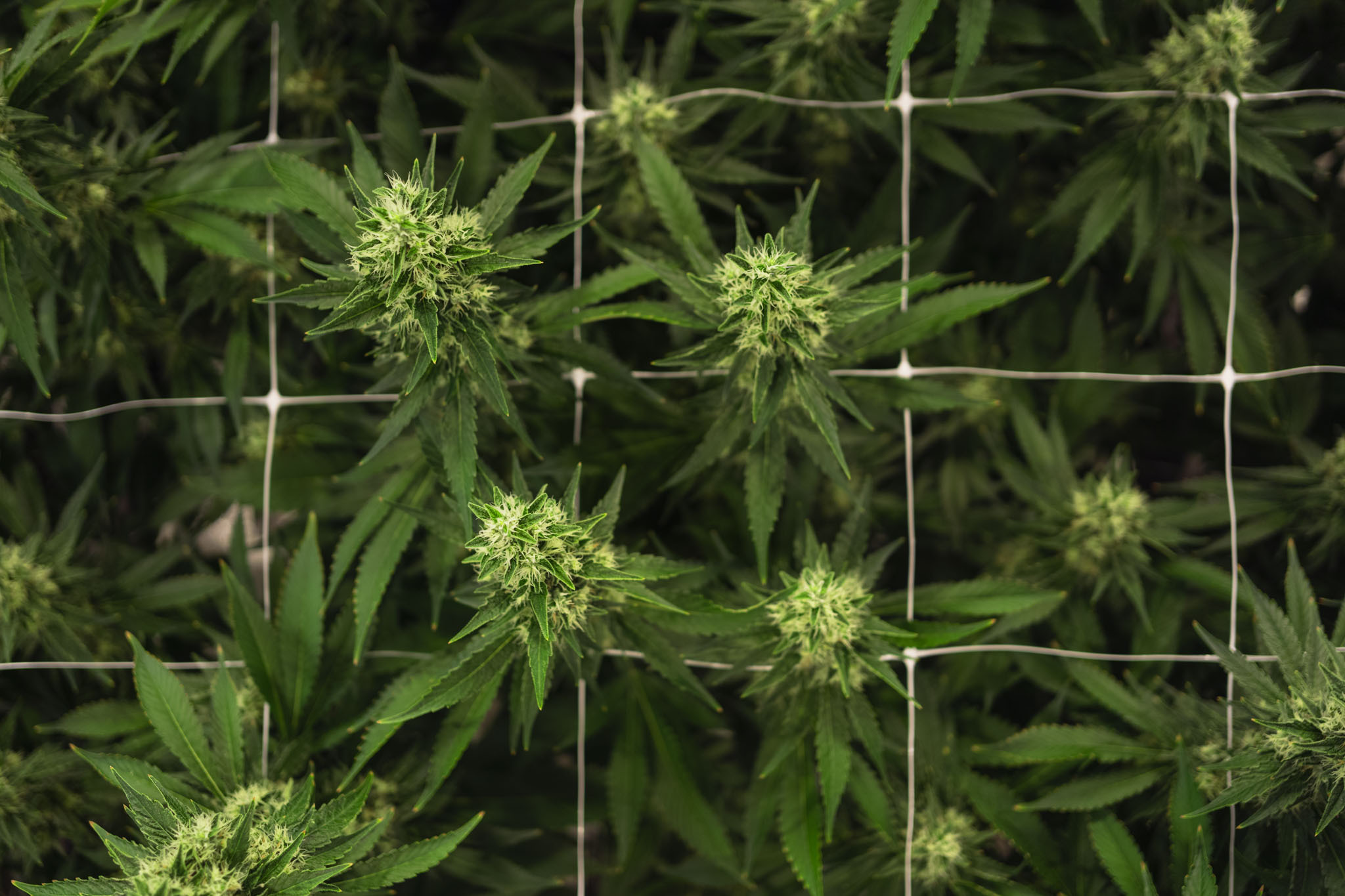 29 Cannabis-Clubs gibt es jetzt in Sachsen