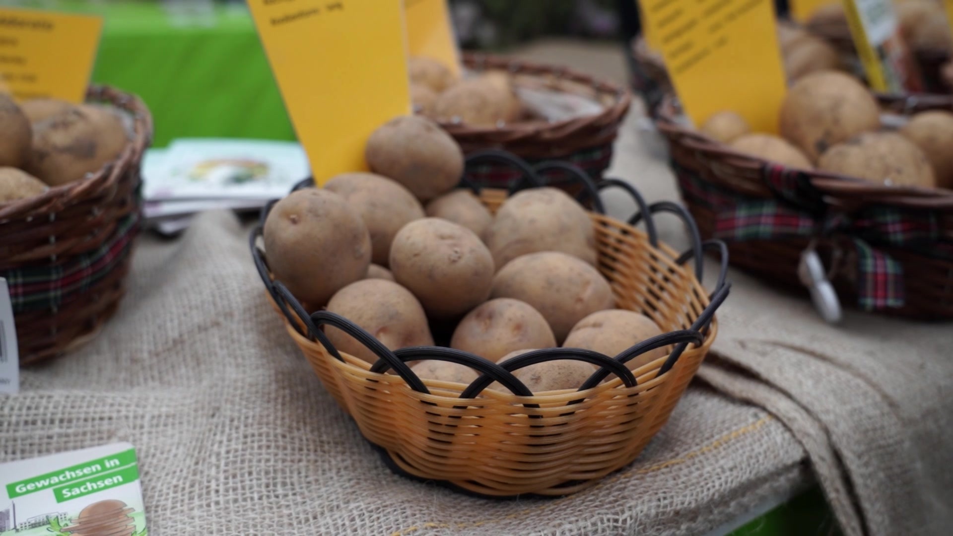 Kartoffelernte in Sachsen fällt kleiner aus