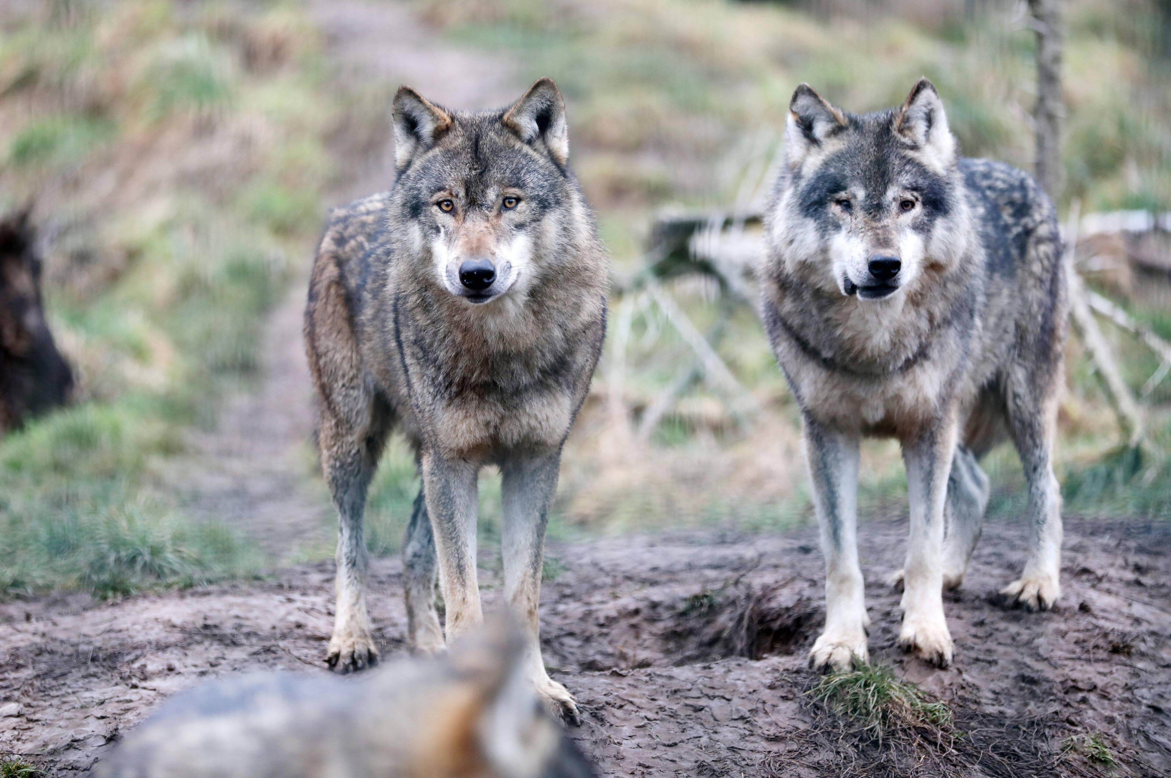 Sachsen: Nach Wolfsriss darf geschossen werden