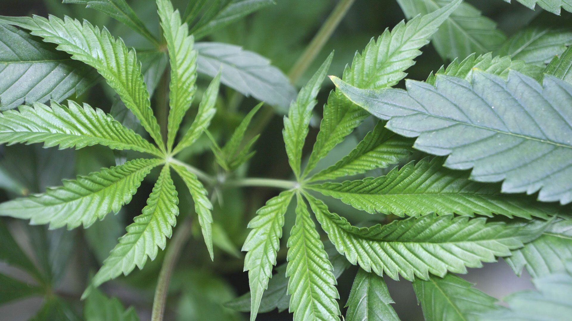 THCA in Deutschland: Warum der Markt für legale Cannabinoid-Produkte professioneller wird