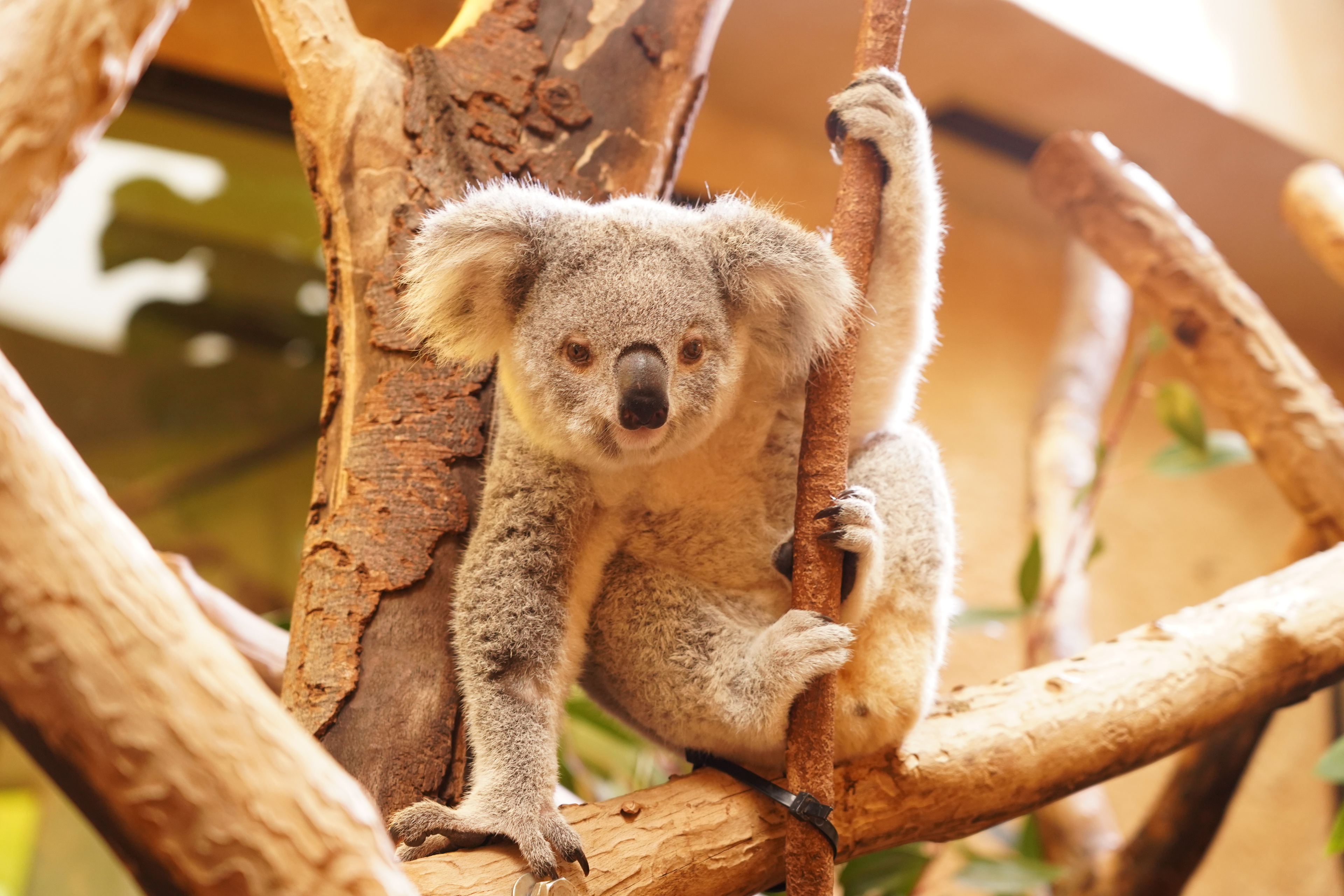 Koala-Tausch im Zoo Dresden