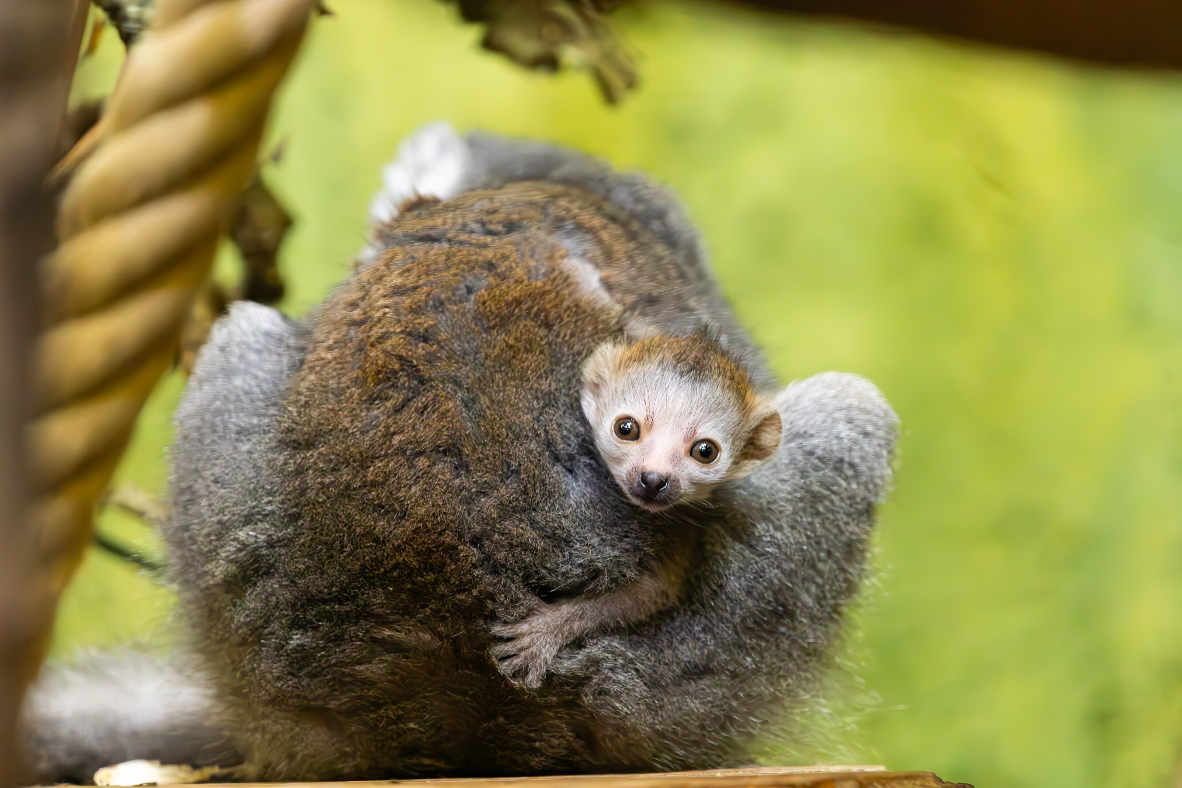 Nachwuchs bei Kronenmakis im Zoo Dresden