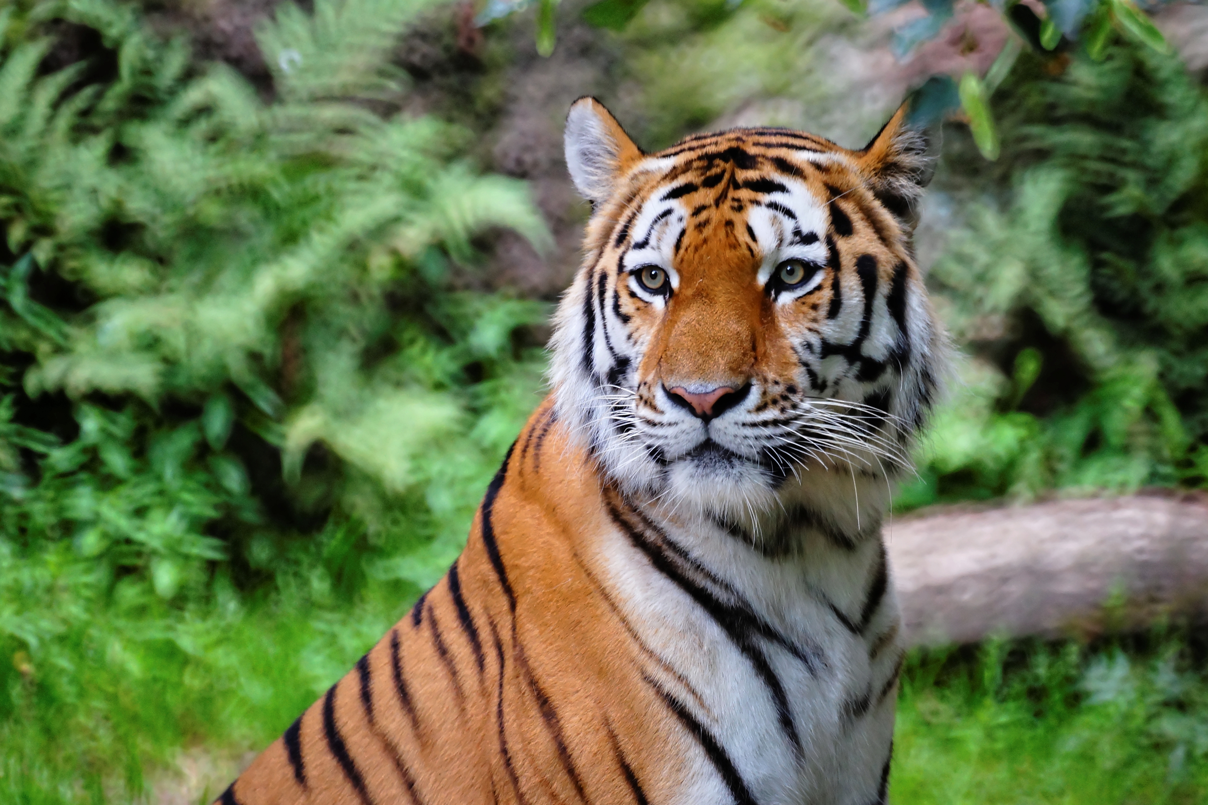 Tiger-Ausbruch: Anwohner erleichtert