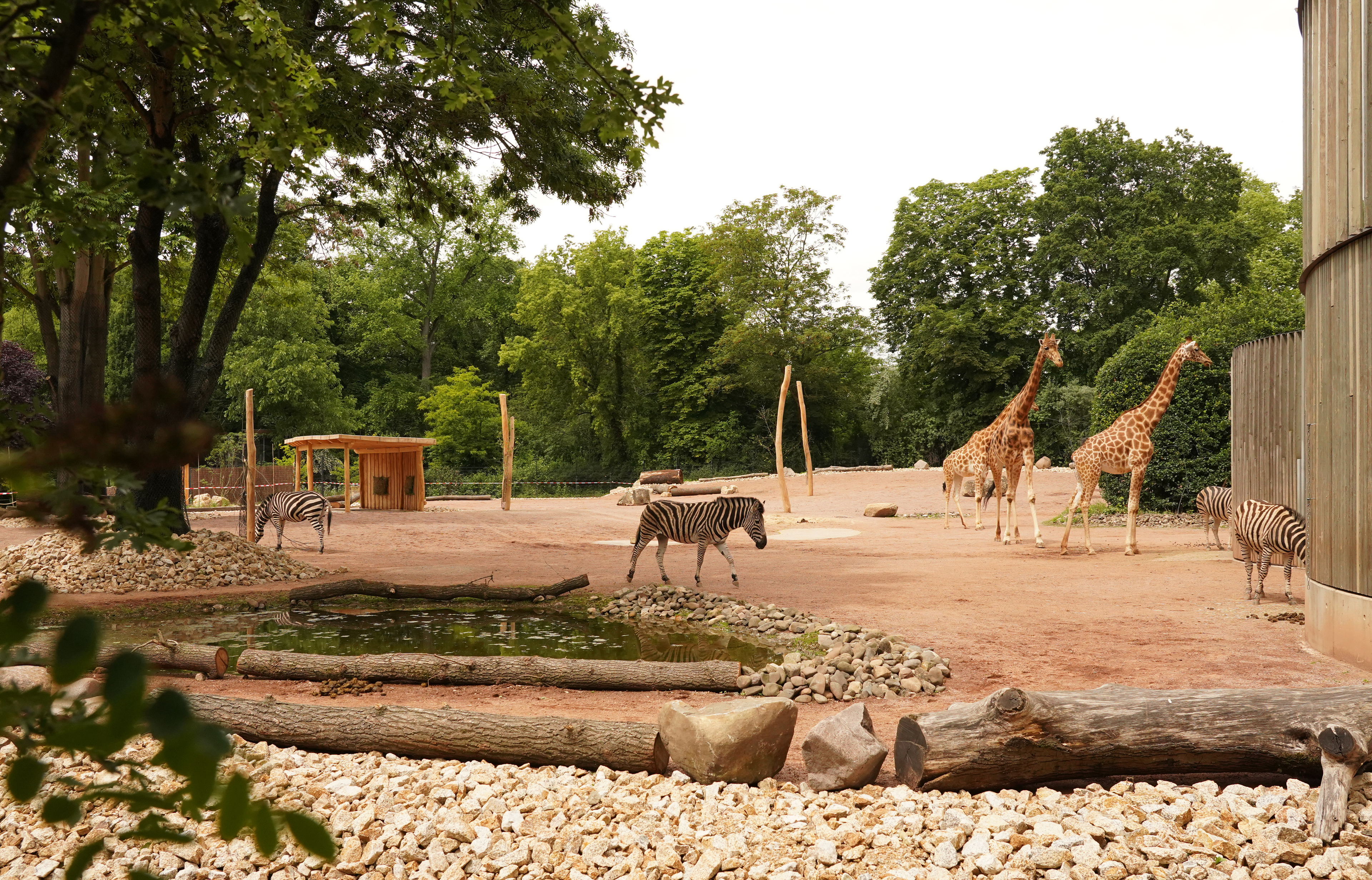 Zoo Dresden erweitert Giraffen- und Zebraanlage