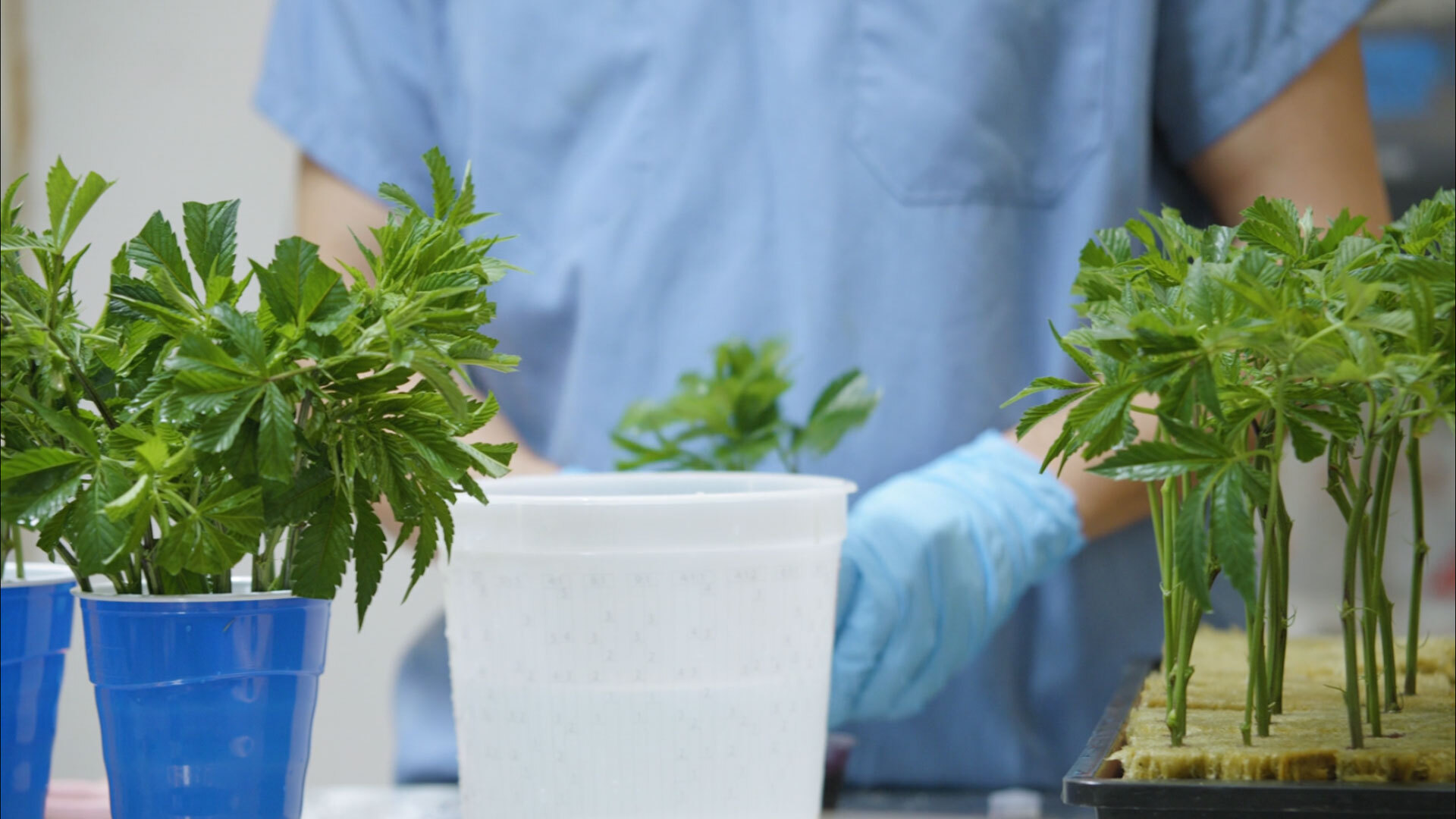 Die 8 besten Telemedizin-Plattformen für medizinisches Cannabis in Deutschland