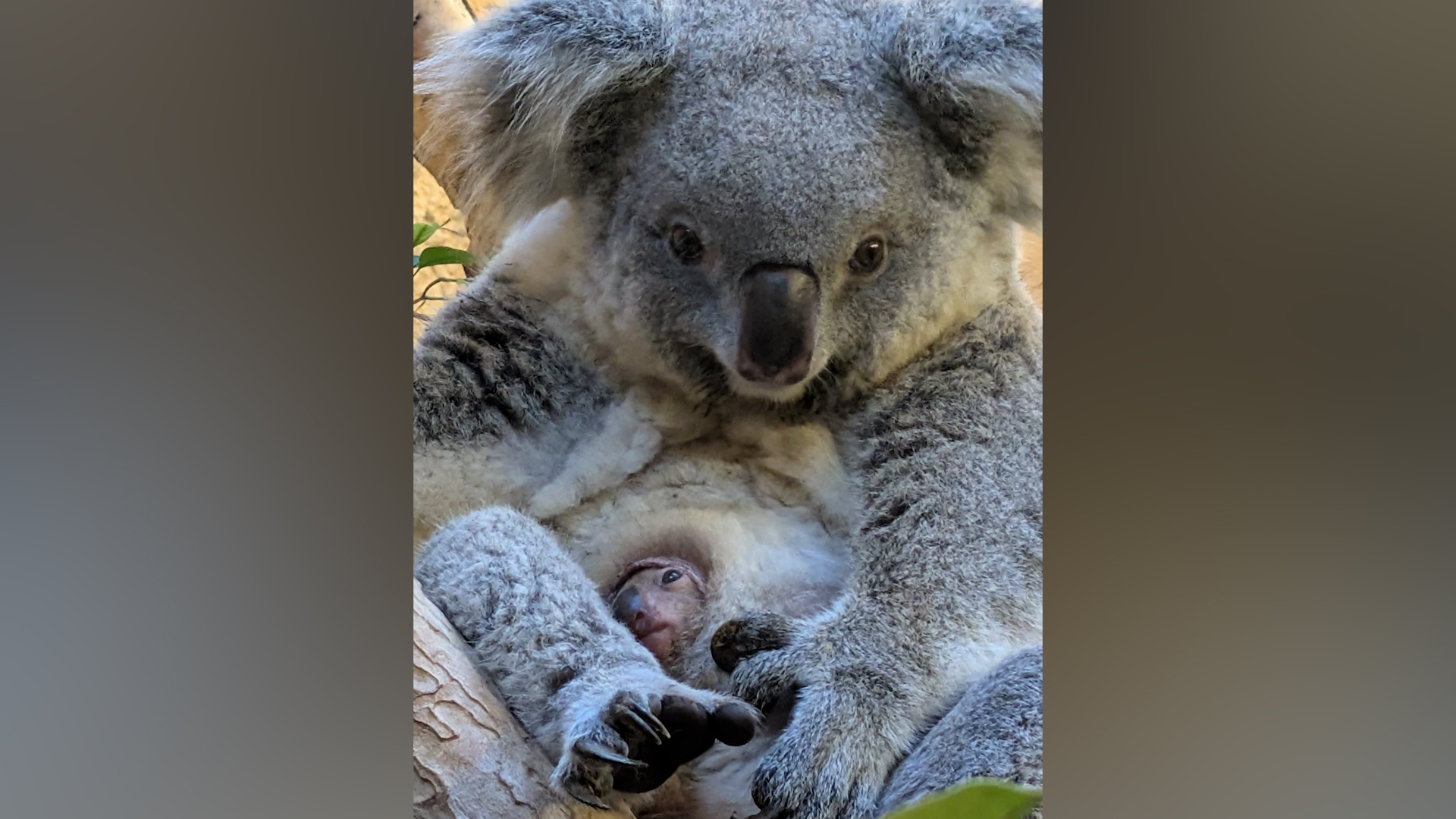 Koala-Nachwuchs zeigt sich im Zoo Dresden