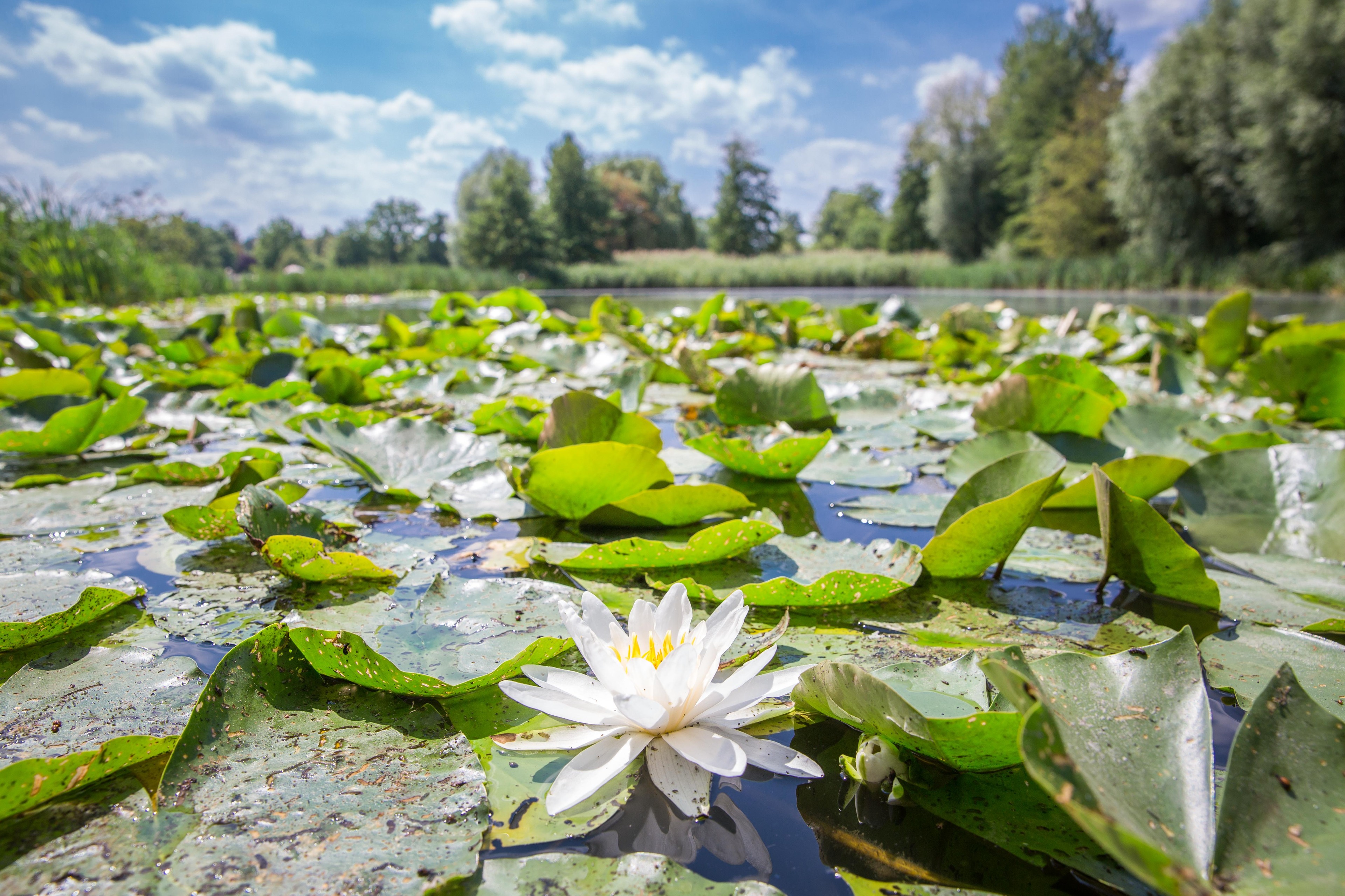 Keine Zerkarien im Naturbad Mockritz