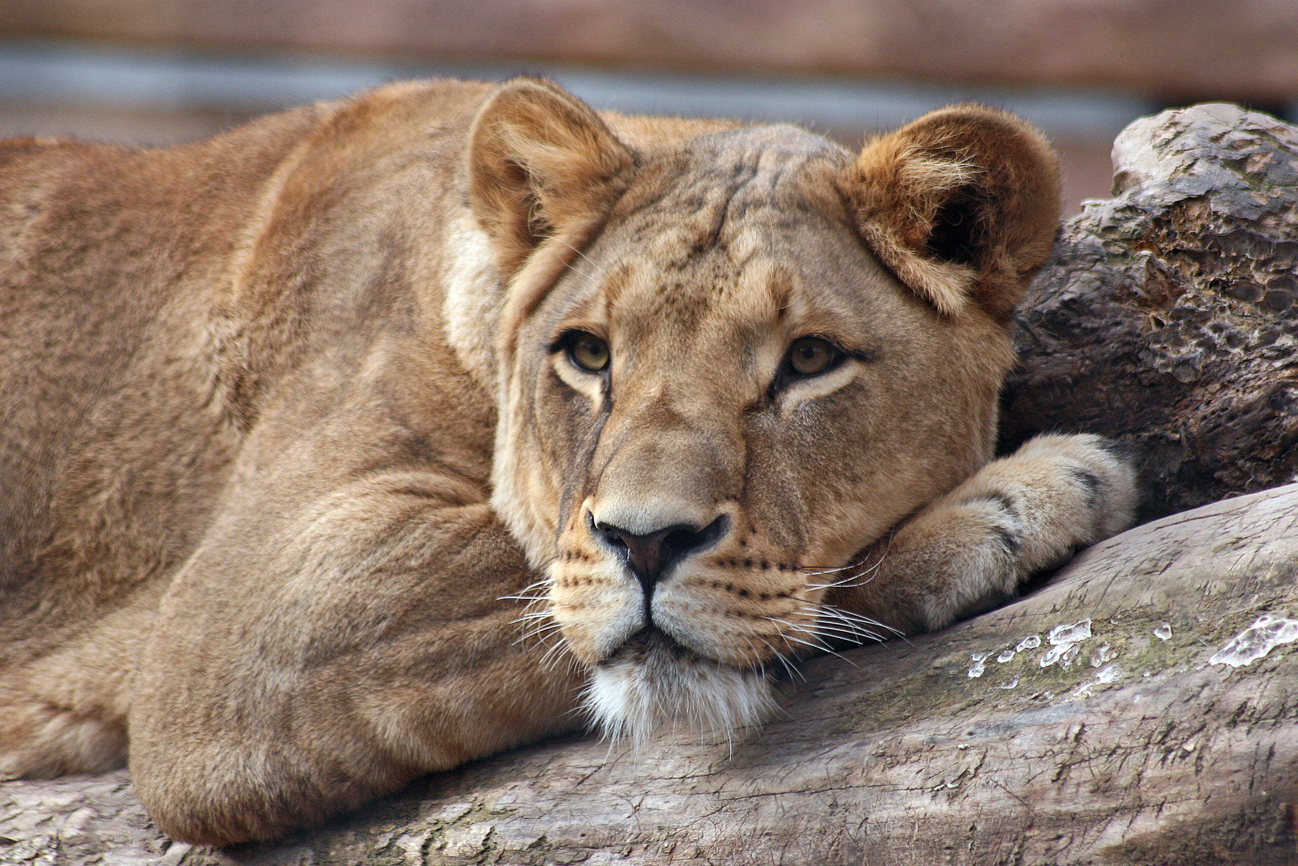 Zoo Dresden nimmt Abschied von Löwin Layla