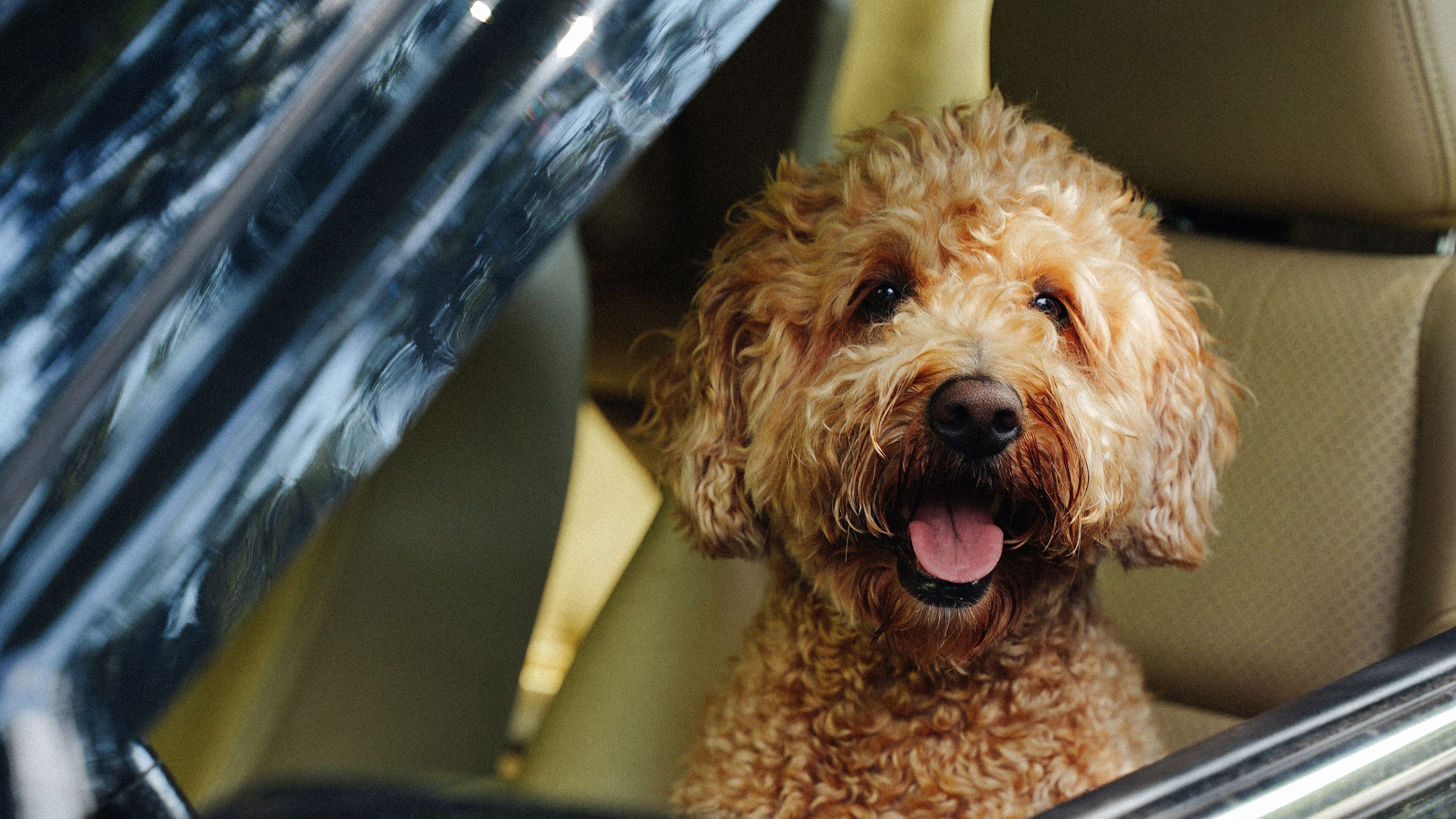 Hund bei 30 Grad im Auto zurückgelassen