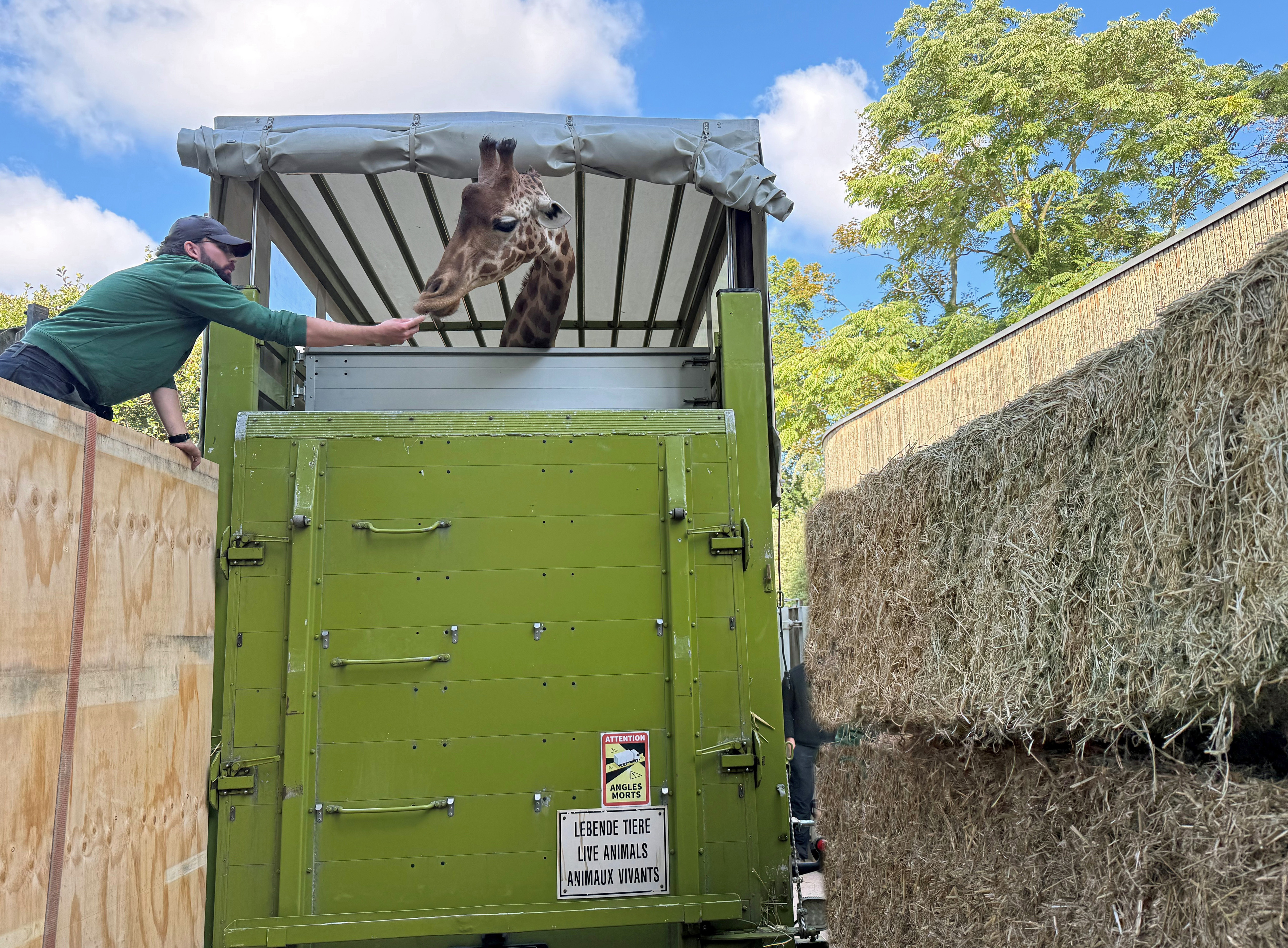Giraffe Gaia verlässt den Zoo Dresden