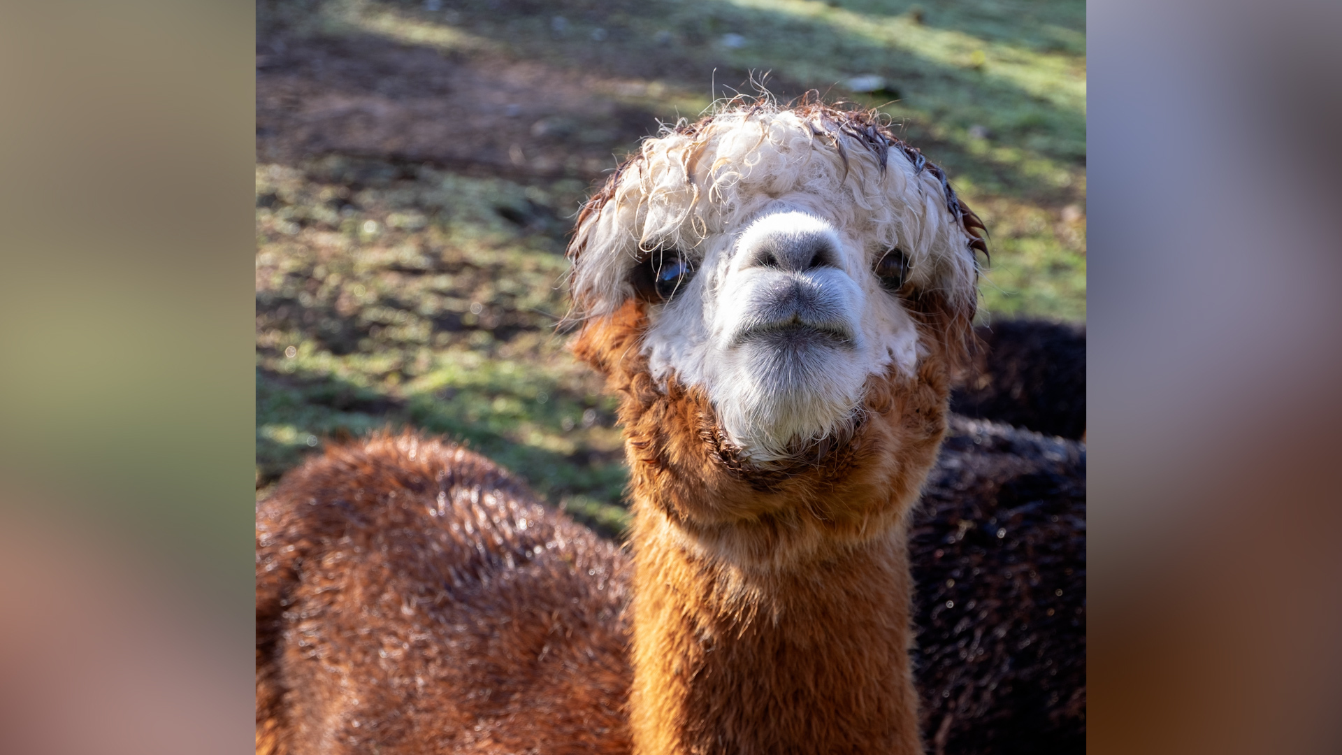 Lama Keks im Erzgebirge ausgebüxt