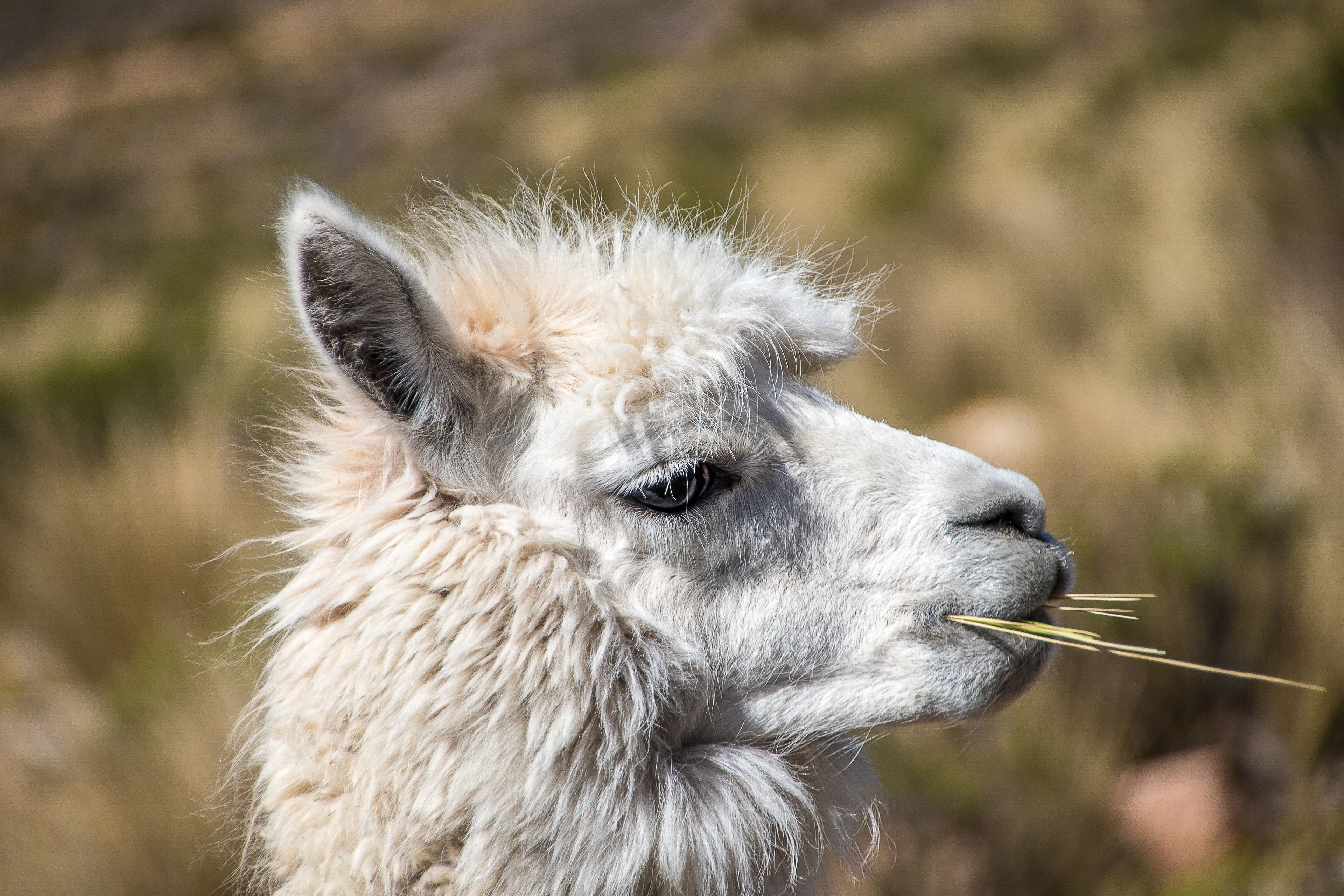 Lama Keks nach Ausflug wieder eingefangen
